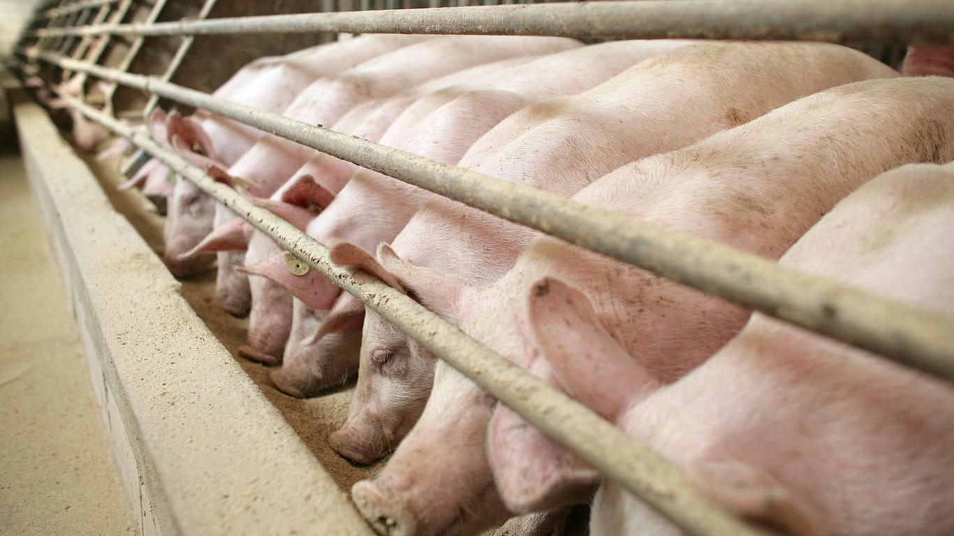 Gedrängt stehen Schweine am Futtertrog im Stall eines Mastbetriebes: Mehrere Hundert Schweine tot in Stall gefunden.