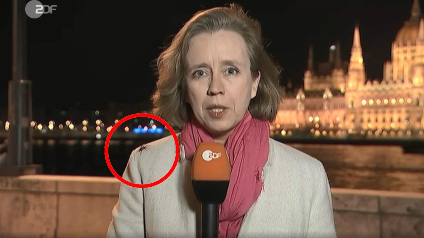 "Sie hat mir vorgesagt": ZDF-Reporterin Britta Hilpert im "heute journal" mit der Spinne auf der Schulter.