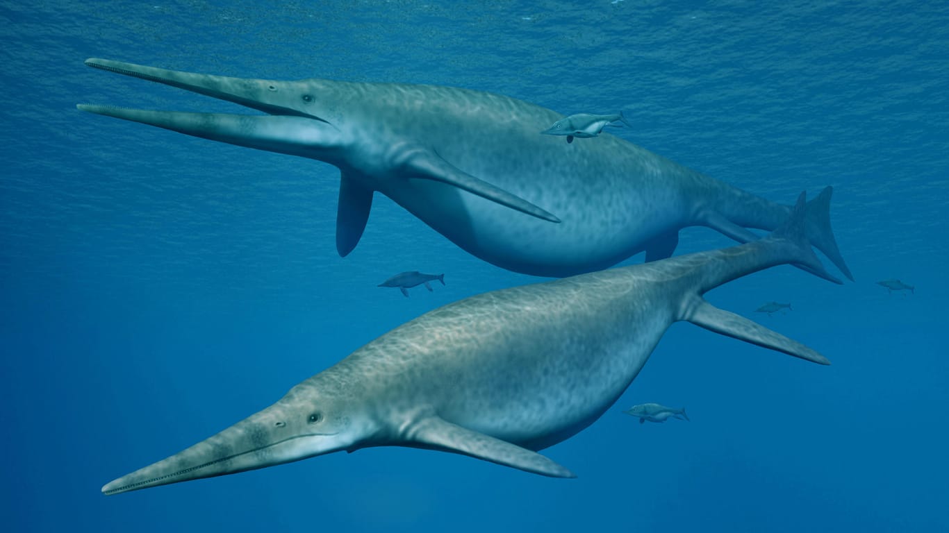 Die Darstellung zweier Shonisaurus, einer Ichthyosauriergattung (Fischsaurier): Vor 205 Millionen Jahren zogen gigantische Fischsaurier durch die prähistorischen Meere.