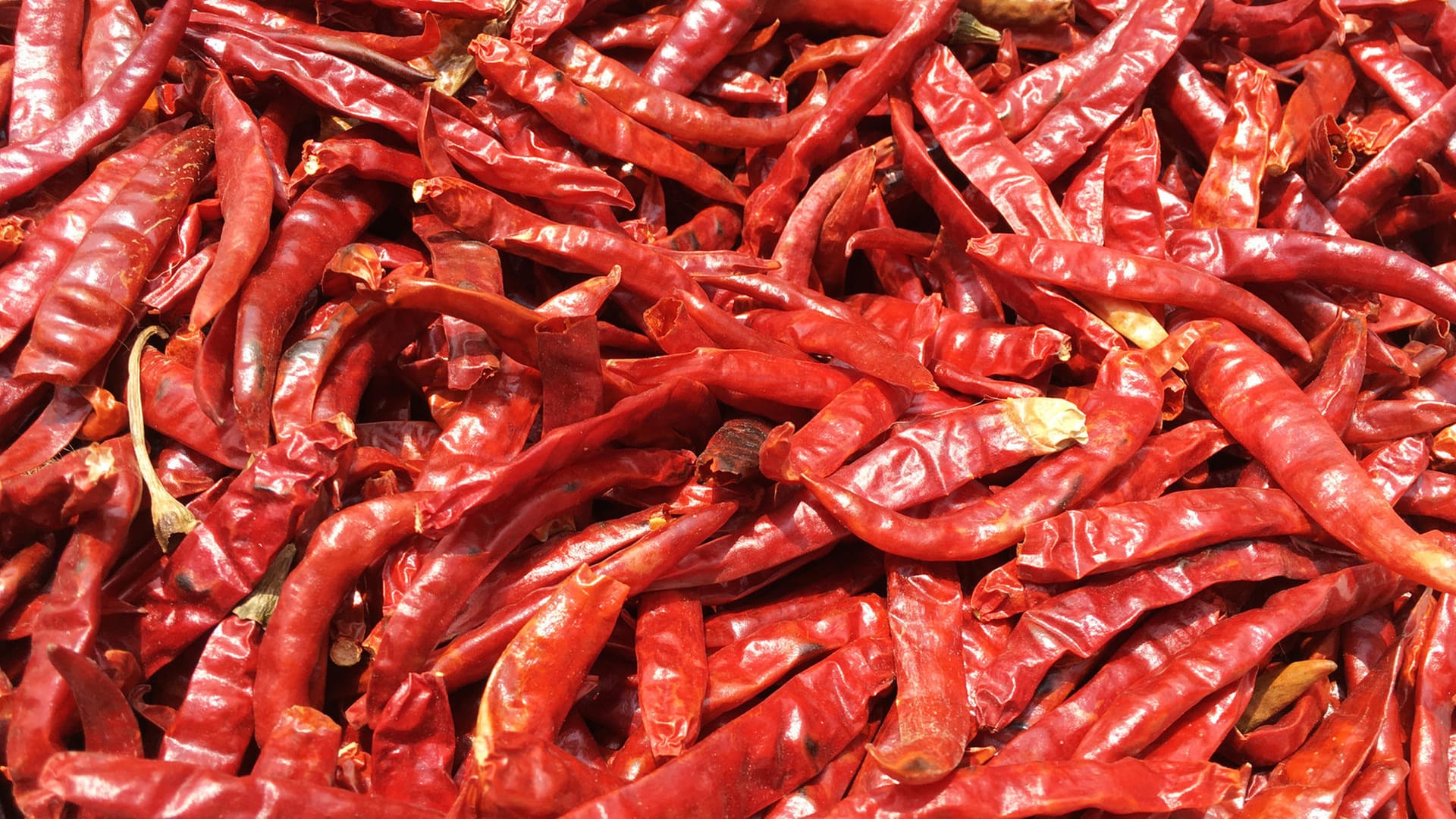 Chili-Schoten: Die schärfste Chili der Welt heißt "Carolina Reaper". Chili-Schoten: Die schärfste Chili der Welt heißt "Carolina Reaper".