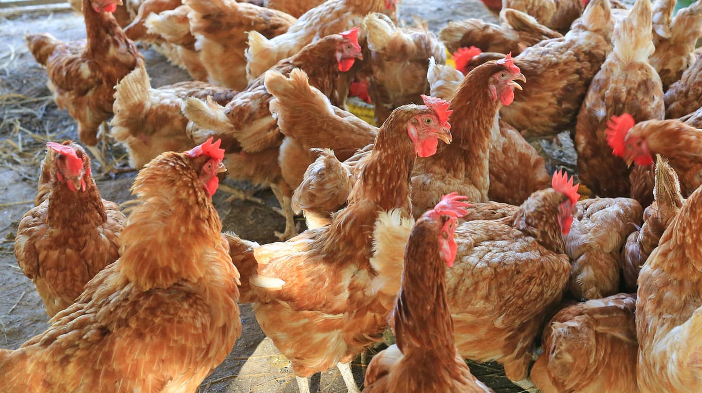 Hühner im Stall: Der Mitteldeutsche Rundfunk darf weiterhin Filmaufnahmen von erbärmlichen Zuständen in Öko-Hühnerställen verwenden.