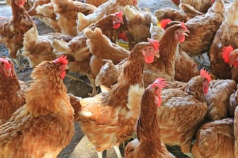 Hühner im Stall: Der Mitteldeutsche Rundfunk darf weiterhin Filmaufnahmen von erbärmlichen Zuständen in Öko-Hühnerställen verwenden.