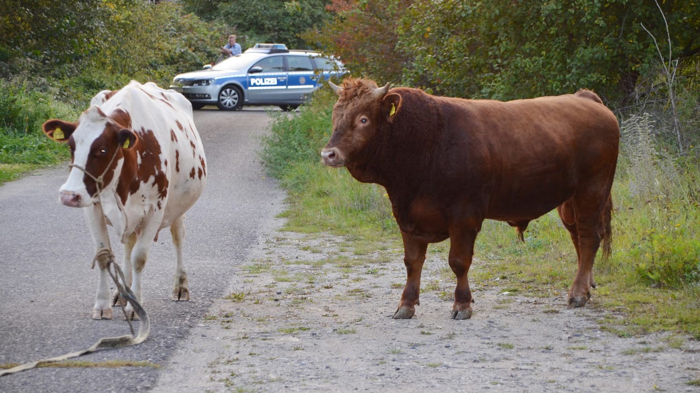 Polizeiauto jagt Kuh (Symbolbild): In Hessen fingen Polizisten gemeinsam mit zehn Bauern weggelaufene Kühe.