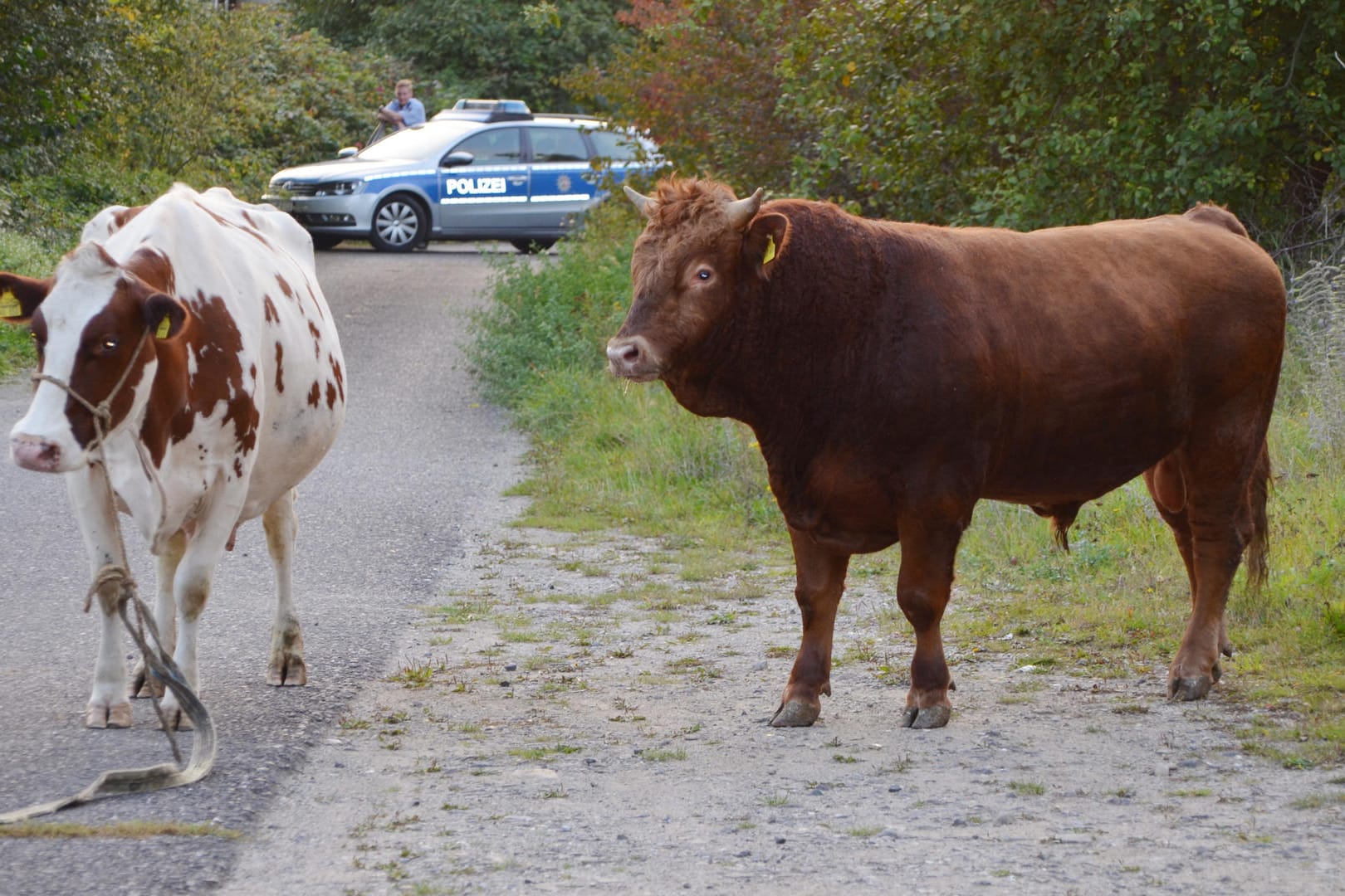 Polizeiauto jagt Kuh (Symbolbild): In Hessen fingen Polizisten gemeinsam mit zehn Bauern weggelaufene Kühe.