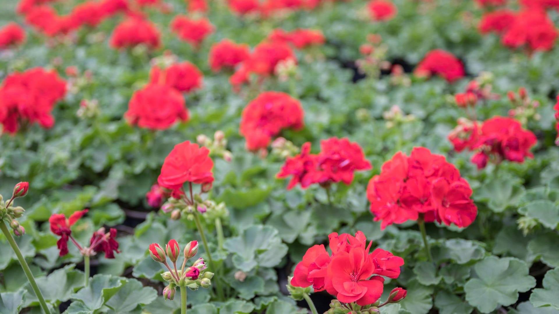 Geranien (Pelargonium): Dank ihrer strahlenden Farben sind sie beliebte Balkonpflanzen.