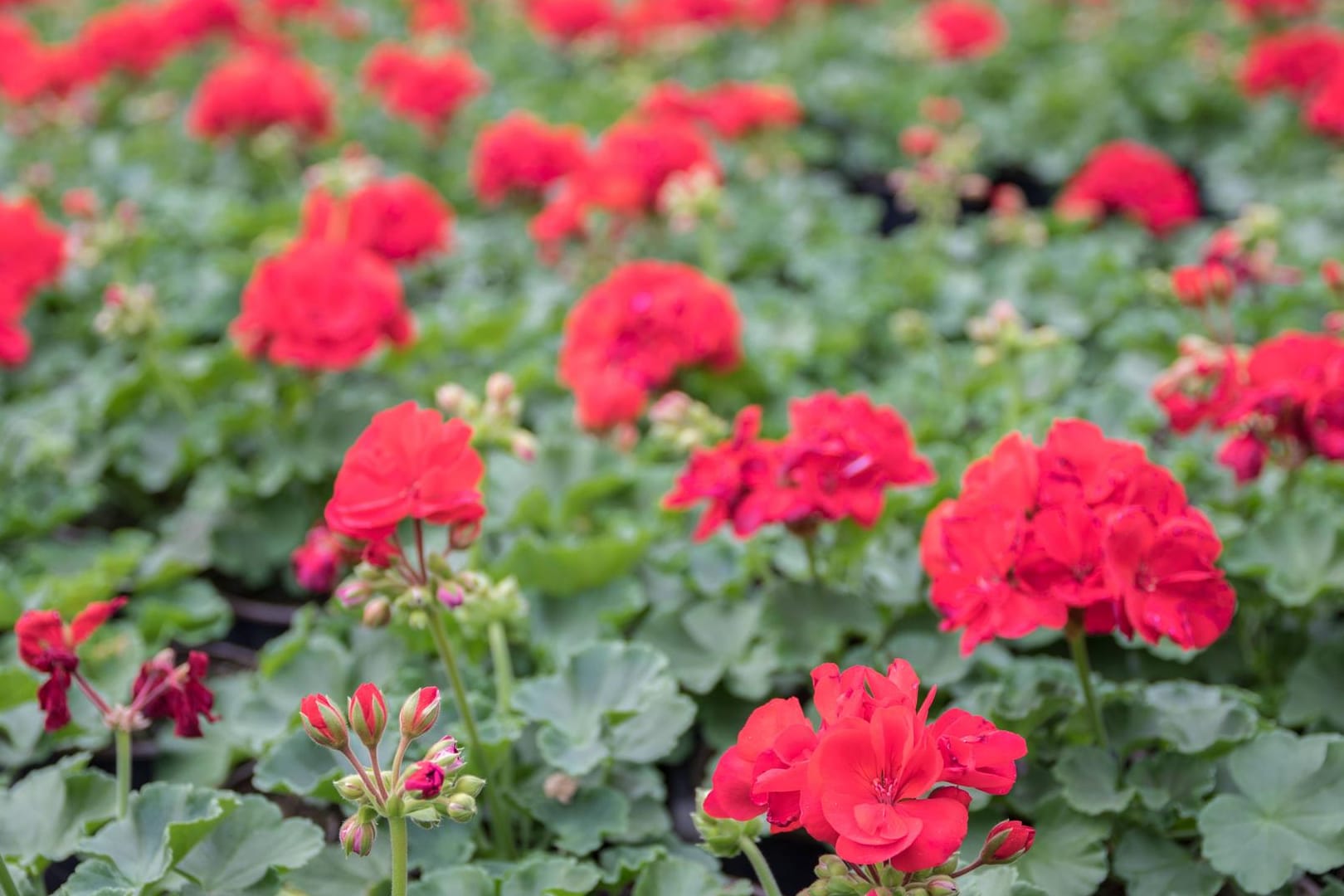 Geranien (Pelargonium): Dank ihrer strahlenden Farben sind sie beliebte Balkonpflanzen.