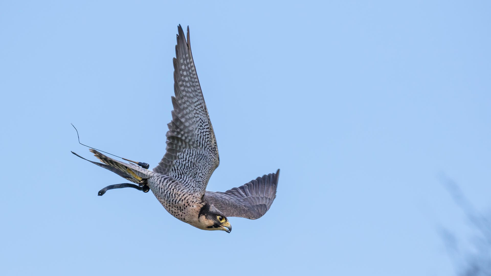 Falke im Sturzflug: Das rasante Flugmanöver hat bei unterschiedlichen Vogelarten unterschiedliche Ziele.