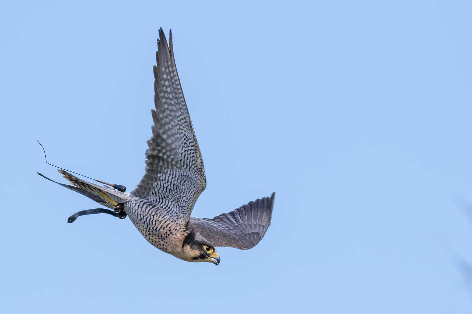 Falke im Sturzflug: Das rasante Flugmanöver hat bei unterschiedlichen Vogelarten unterschiedliche Ziele.