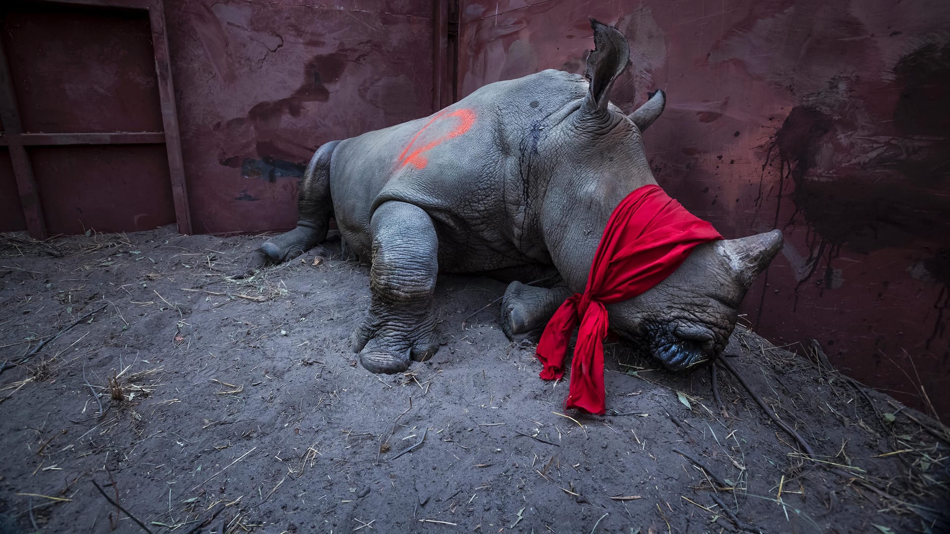 Ein betäubtes Breitmaulnashorn mit verbundenen Augen, das von Südafrika nach Botswana umgesiedelt wurde: Mit dem Bild "Waiting For Freedom" (Warten auf die Freiheit) hat Neil Aldridge in der Kategorie "Environment" (Umwelt) gewonnen.