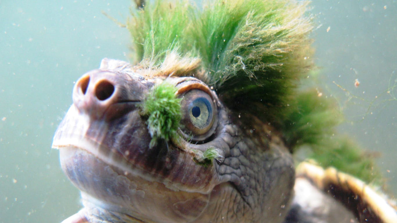 Eine Mary-River-Schildkröte: Die Algen auf dem Kopf vieler Tiere brachte ihr den Spitznamen "Punk-Schildkröte".