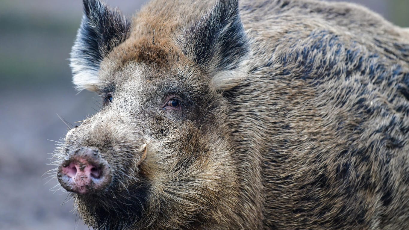 Ein Wildschwein beobachtet aus der Ferne: In den Unterfranken hat ein Wildschwein ein Wohnhaus verwüstet.
