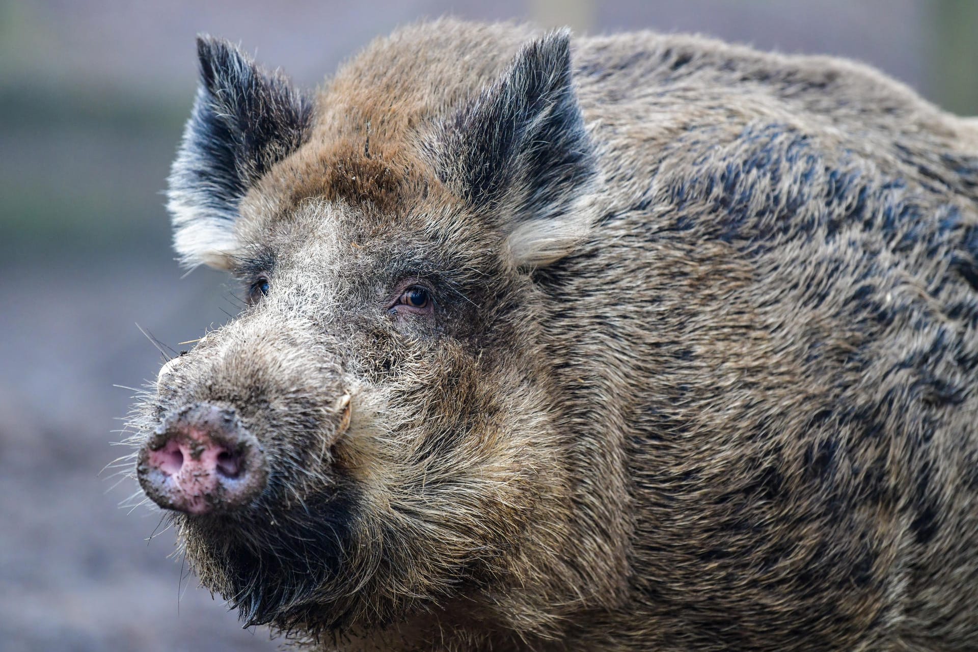 Ein Wildschwein beobachtet aus der Ferne: In den Unterfranken hat ein Wildschwein ein Wohnhaus verwüstet.