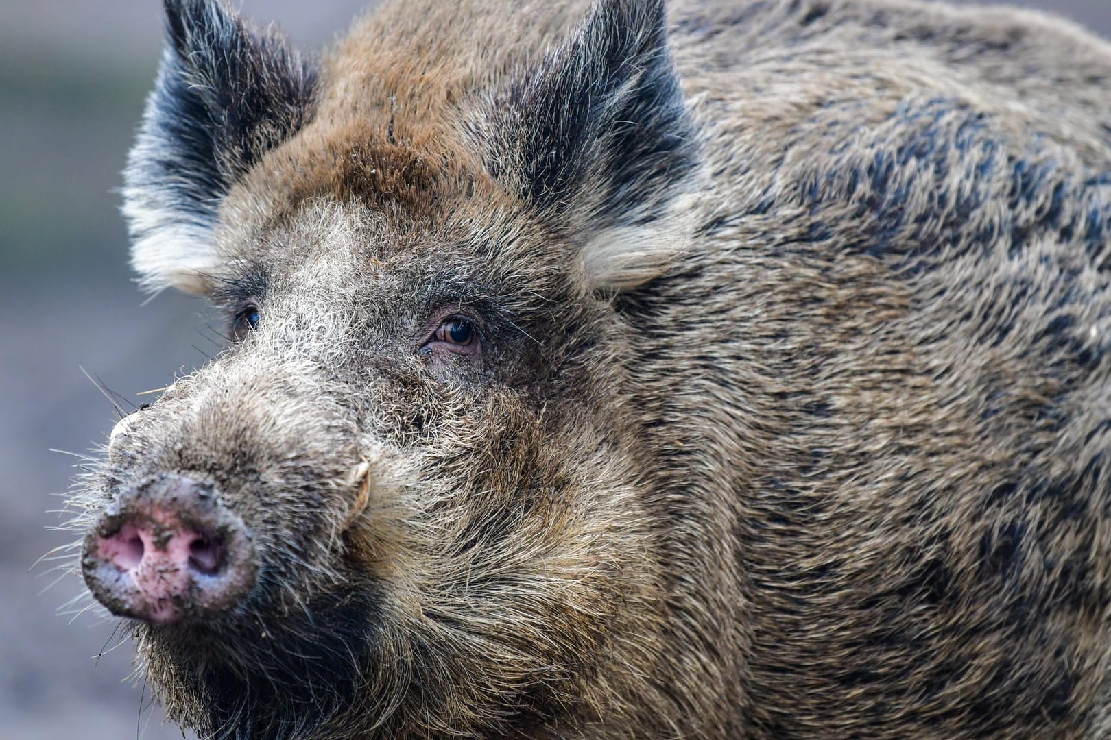 Ein Wildschwein beobachtet aus der Ferne: In den Unterfranken hat ein Wildschwein ein Wohnhaus verwüstet.