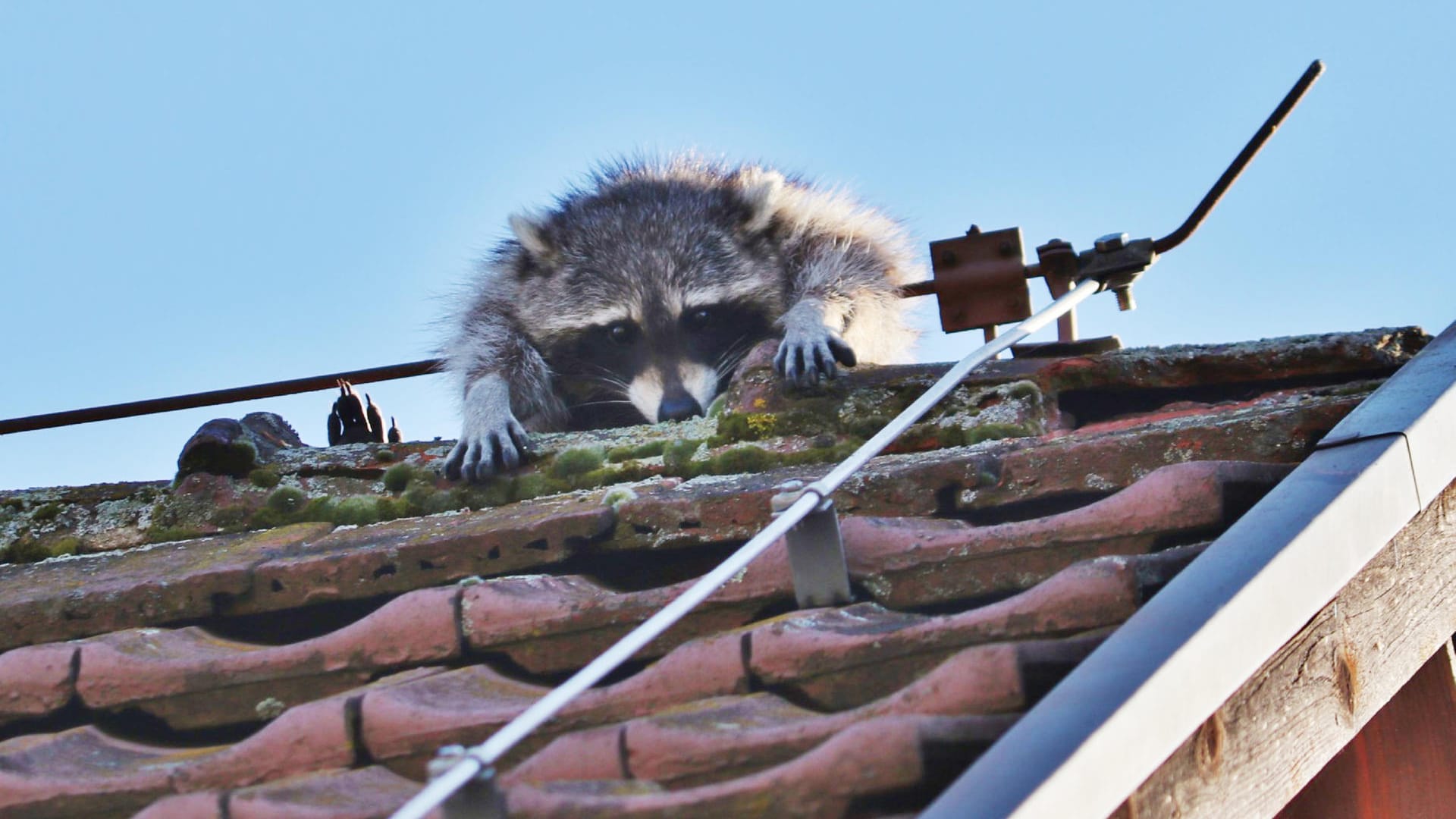 Waschbär hängt im Blitzableiter fest: Als die Feuerwehr eintraf, konnte er sich selbst befreien.