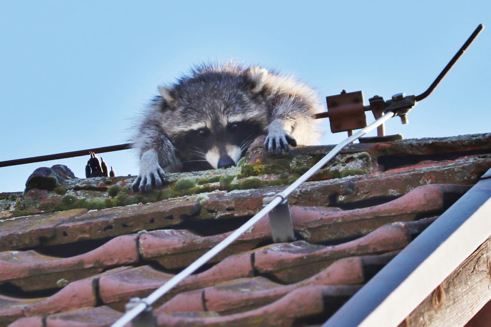 Waschbär hängt im Blitzableiter fest: Als die Feuerwehr eintraf, konnte er sich selbst befreien.