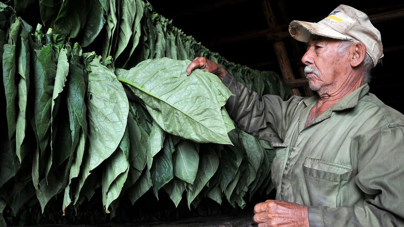 Tabakmesse in Kuba: Bis heute ist der Tabakanbau ein wichtiger Wirtschaftszweig des Inselstaates.