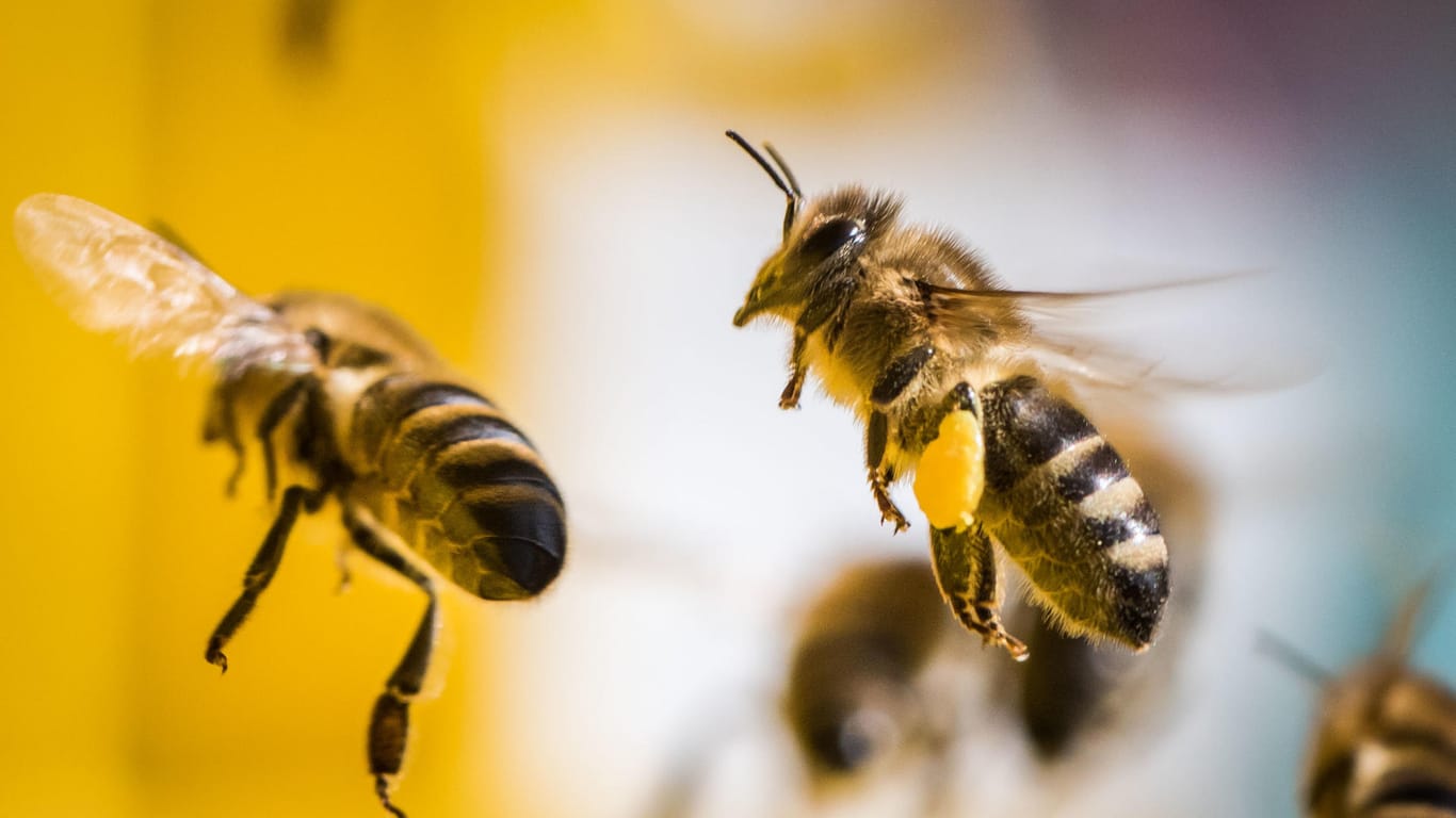 Bienen fliegen durch die Luft: Zwei Diebe sind in Israel von der Polizei festgenommen worden, nachdem sie von den gestohlenen Bienen angegriffen wurden.