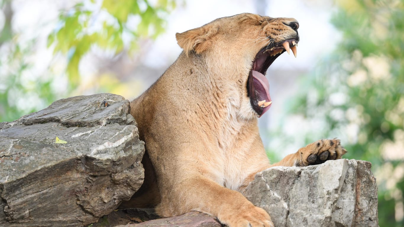 Die asiatische Löwin Zarina gähnt im Gehege des Zoos in Frankfurt am Main (Hessen): Die Löwin hat letzte Woche drei gesunde Löwenbabys auf die Welt gebracht. (Archivbild)
