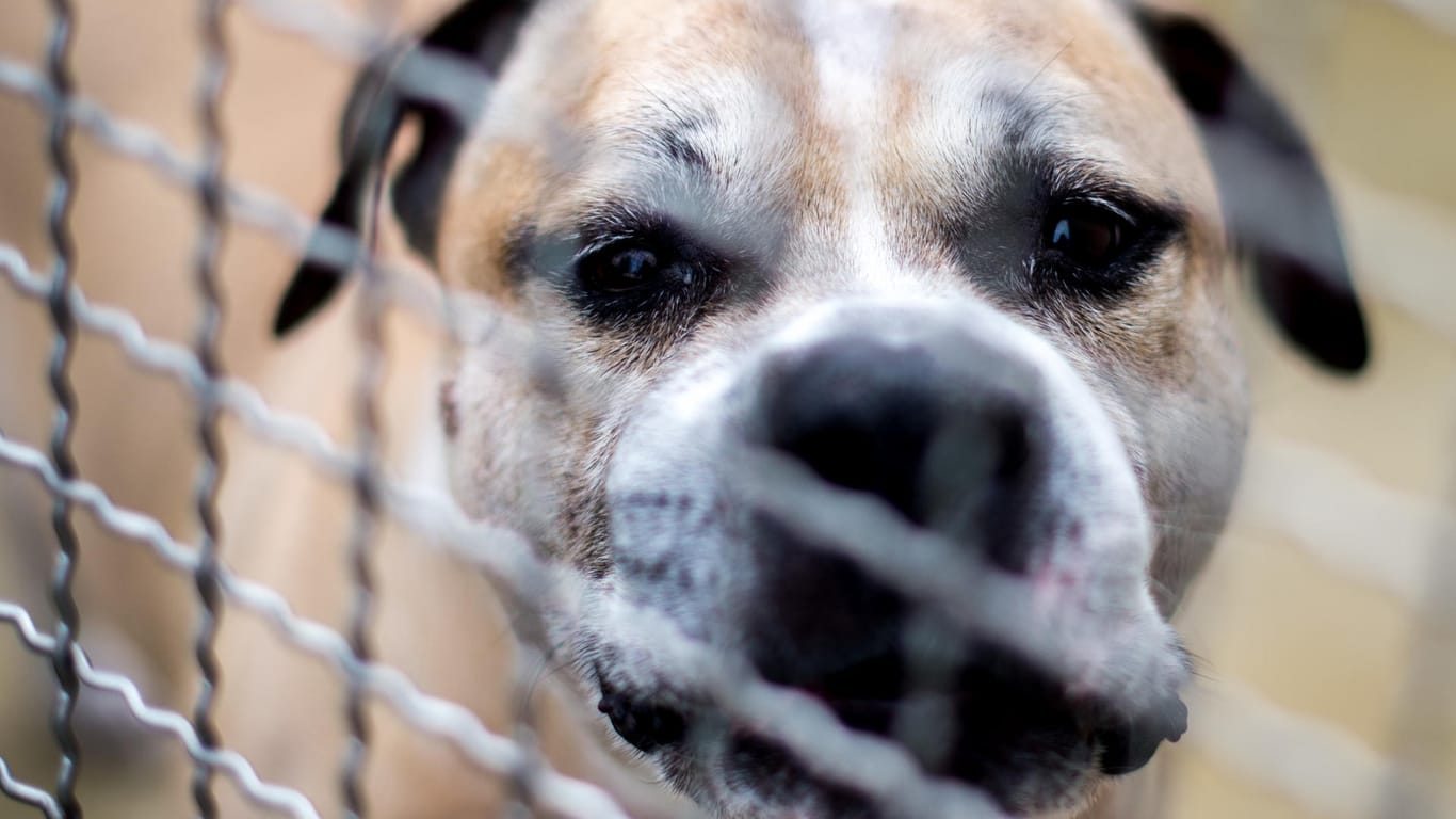 Stafffordshire-Terrier-Mischling Chico im Tierheim Hannover: Der Hund wurde eingeschläfert.