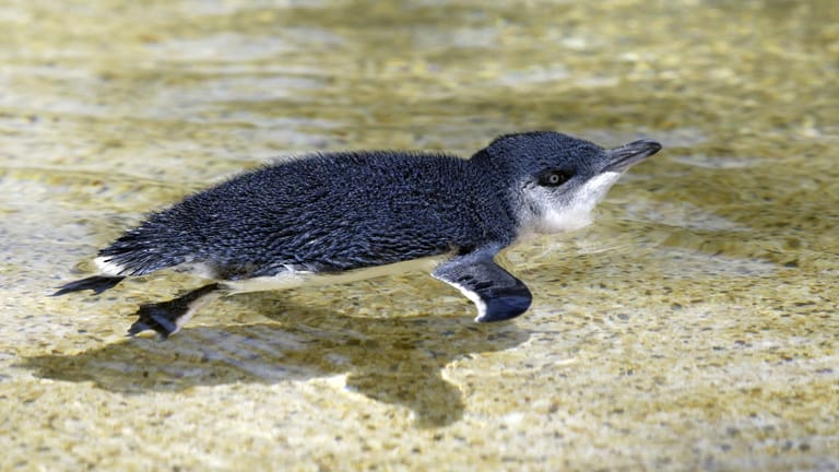 Tausende dieser kleinen Zwergpinguine sind vor der Küste Neuseelands verendet.