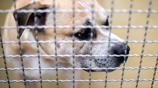 "Chico" hatte seine 52 Jahre alte, im Rollstuhl sitzende Besitzerin und deren 27 Jahre alten Sohn totgebissen. "Chico" hatte seine 52 Jahre alte, im Rollstuhl sitzende Besitzerin und deren 27 Jahre alten Sohn totgebissen.