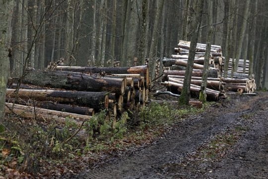 Stämme von gefällten Bäumen liegen im Bialowieza-Urwald nahe dem Dorf Skupowo.