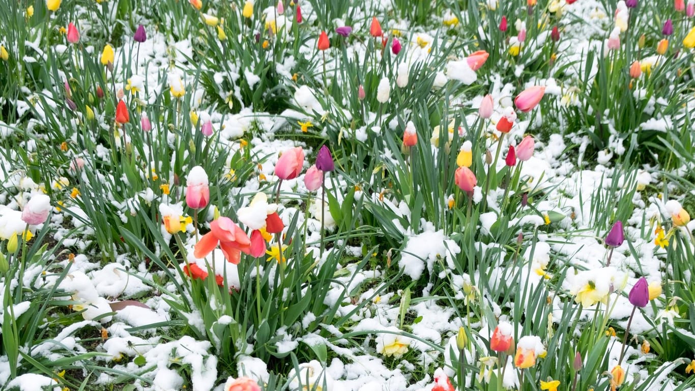 Blumen im Schnee: Wetterkapriolen im April 2016 in Gauting/Oberbayern.