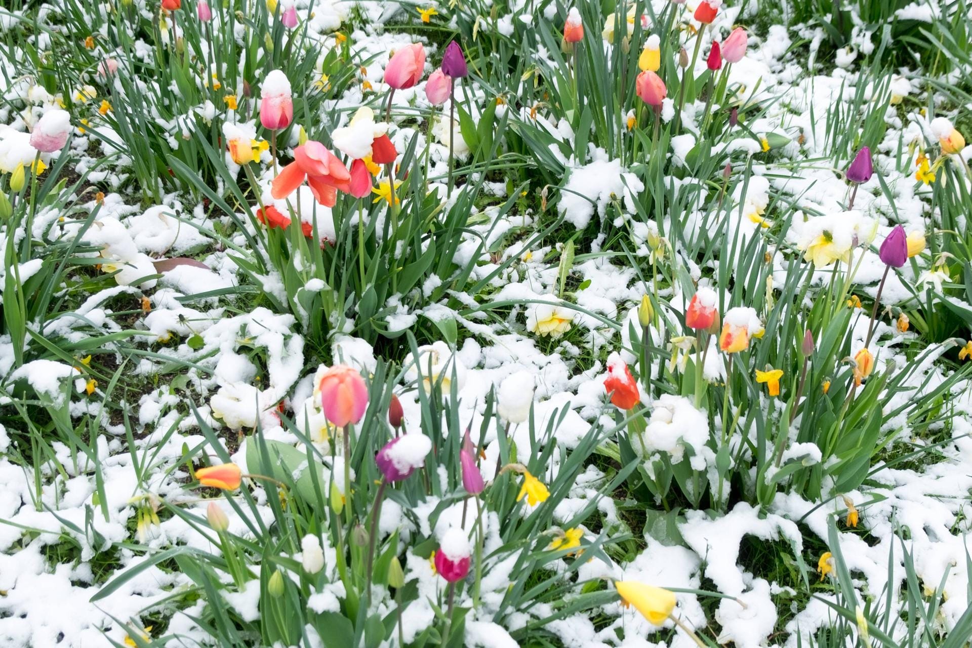 Blumen im Schnee: Wetterkapriolen im April 2016 in Gauting/Oberbayern.