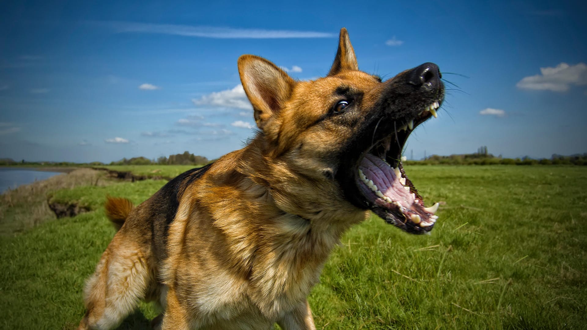 German shepherd dog