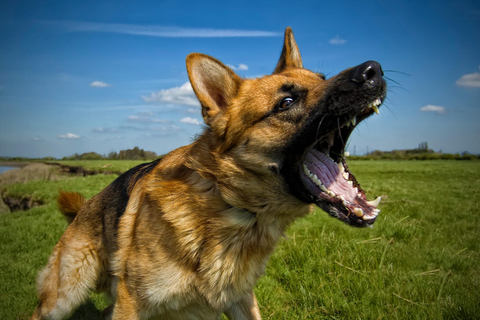 German shepherd dog