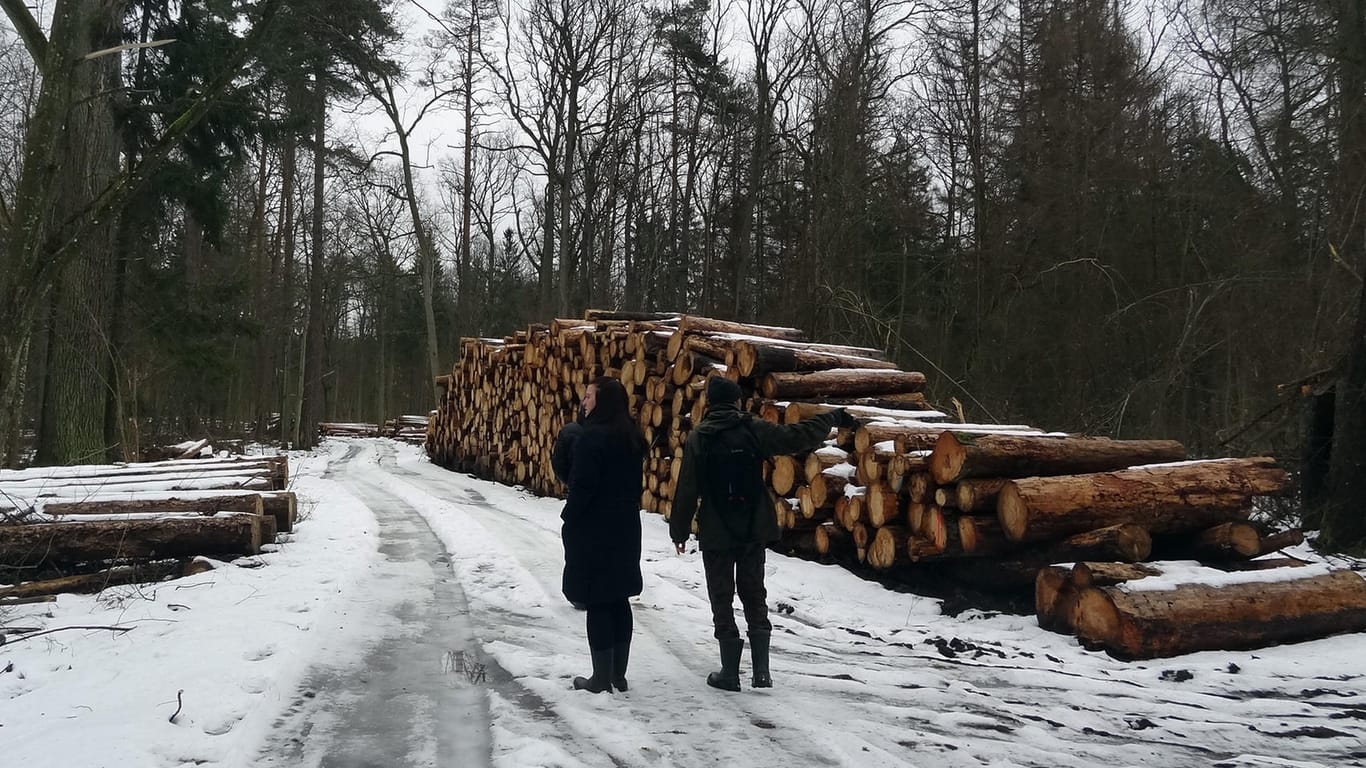 Polen, Białowieża: Umweltaktivisten stehen neben einem Stapel illegal gefällter Bäume.