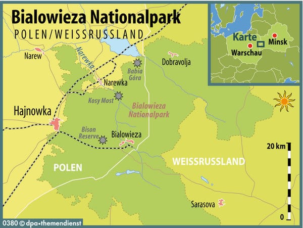 Der Bialowieza-Urwald liegt in Polen und Weißrussland und gilt als letzter Tiefland Urwald Europas.