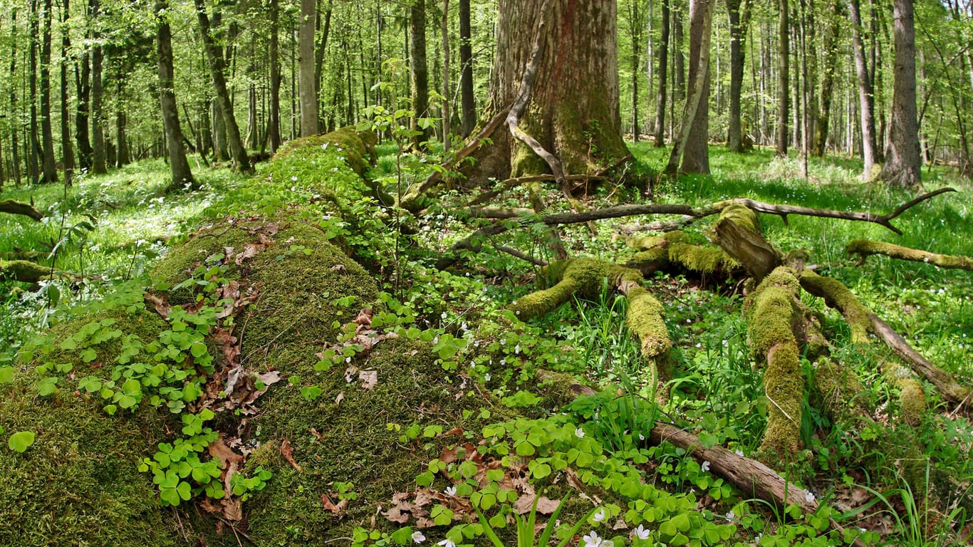 Europas letzter Urwald: Der Bialowieza Nationalpark in Polen
