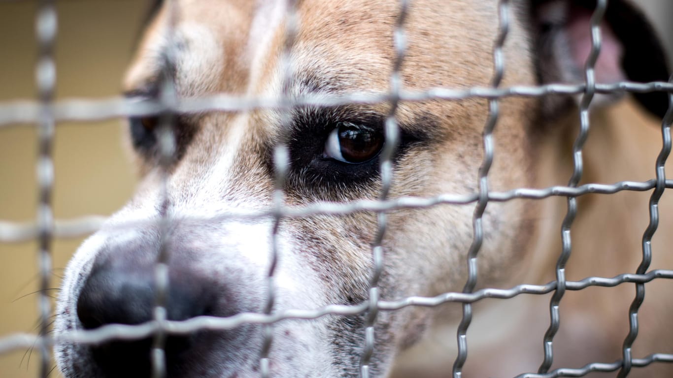 Staffordshire-Terrier-Mischling "Chico": Tierfreunde planen eine Mahnwache für den eingeschläferten Kampfhund.
