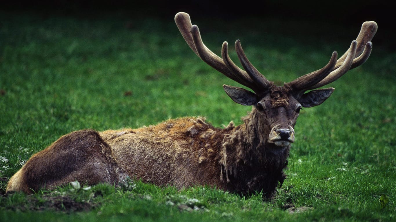 Europas letzter Urwald: Im Wald von Bialowieza leben 56 Säugetierarten, darunter auch Hirsche mit mächtigen Geweihen.