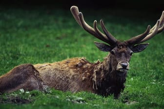 Europas letzter Urwald: Im Wald von Bialowieza leben 56 Säugetierarten, darunter auch Hirsche mit mächtigen Geweihen.