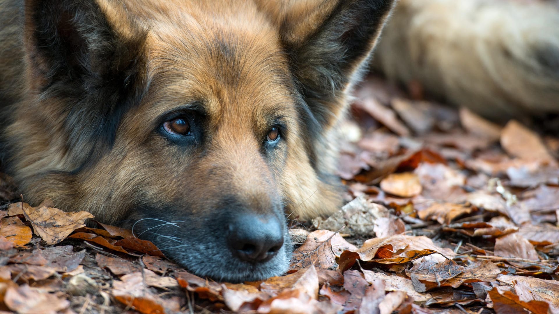 Schäferhund