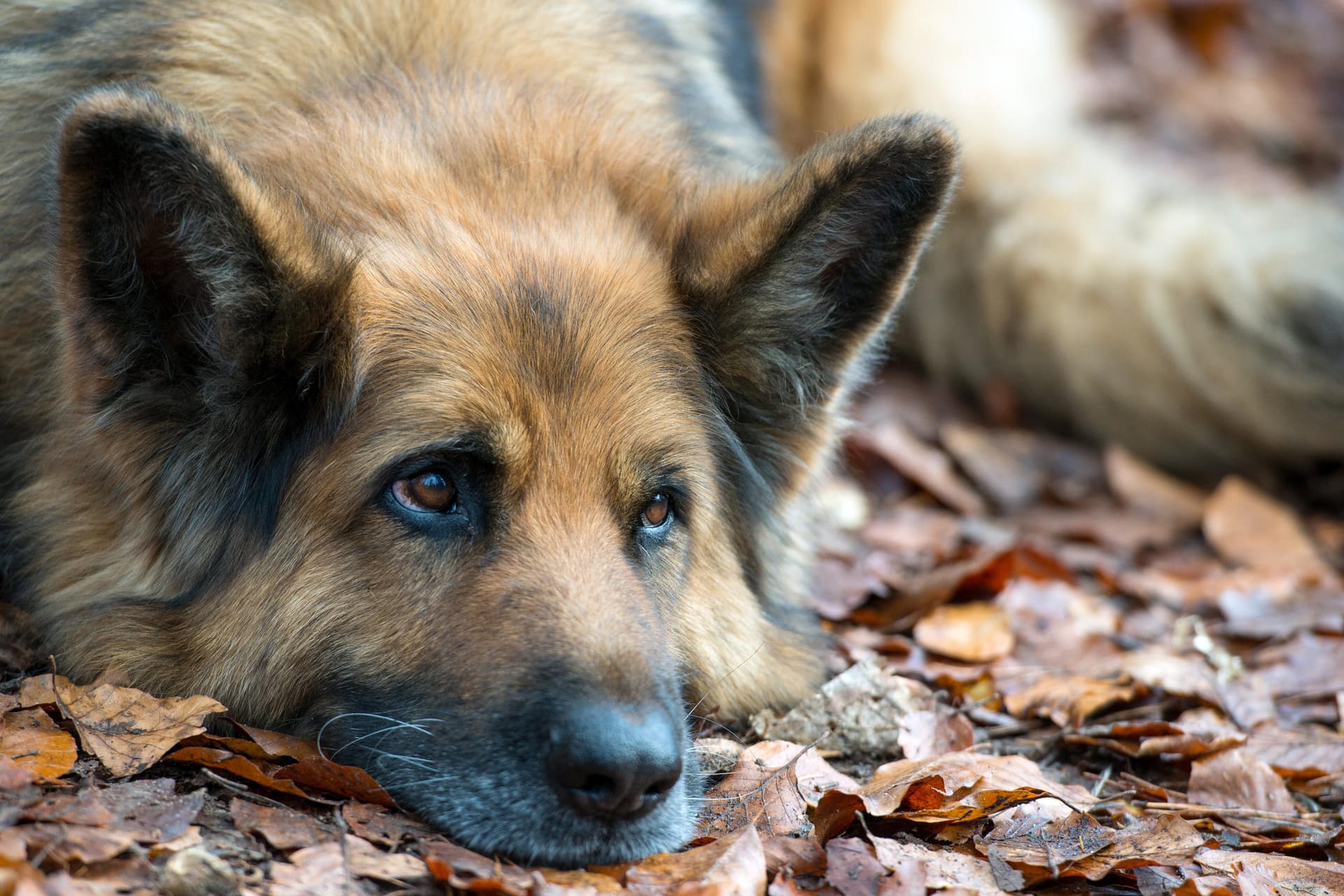 Schäferhund