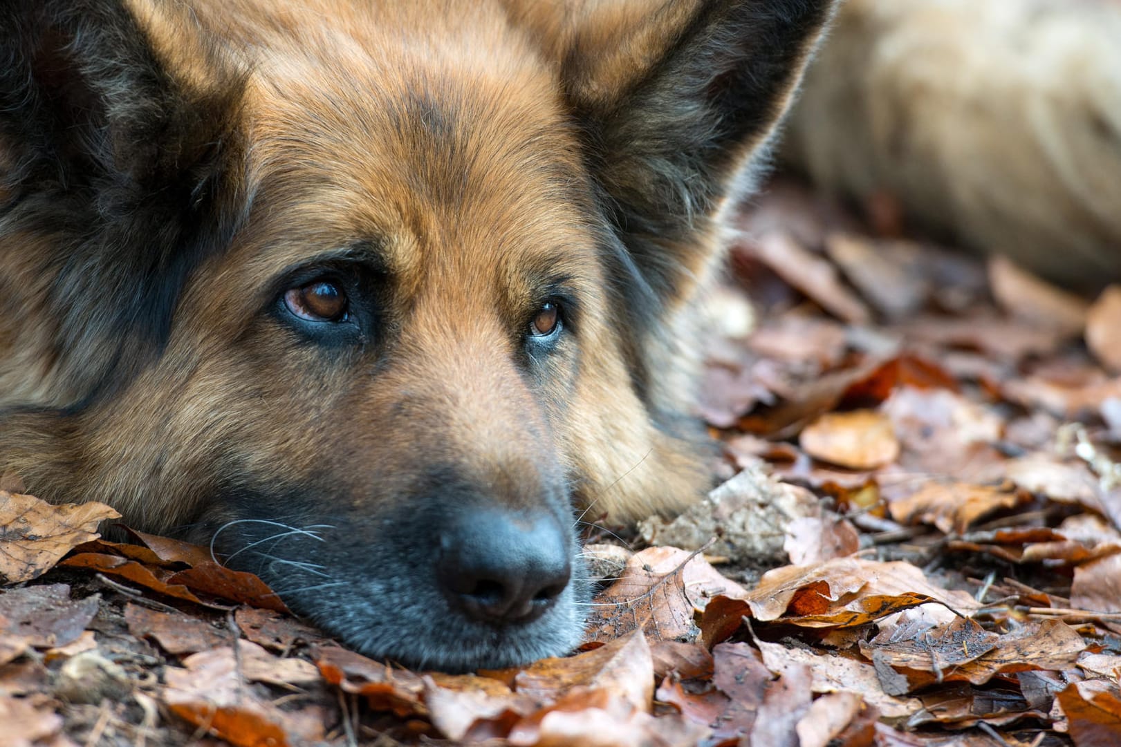 Schäferhund