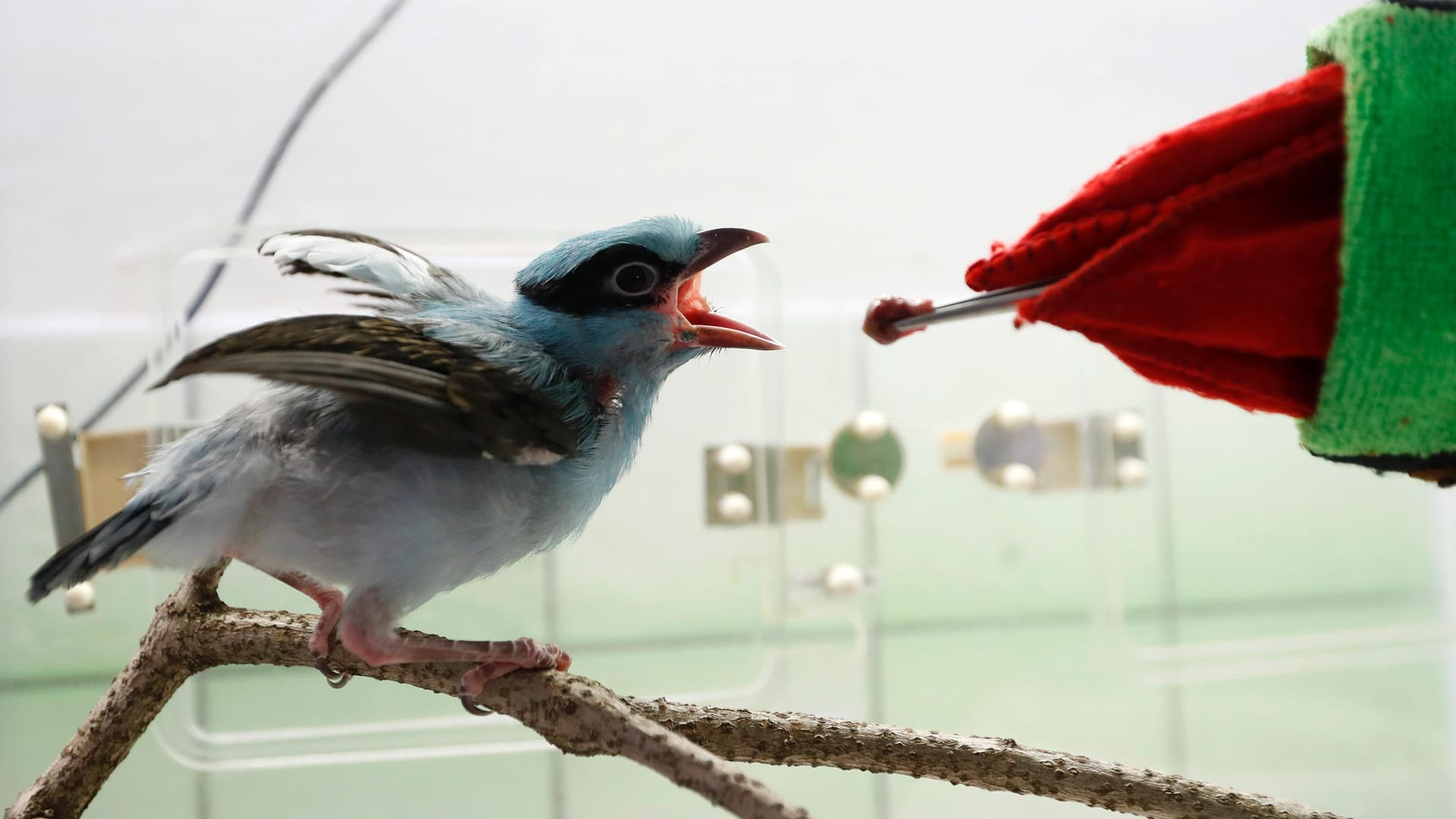 Ein Jungtier der seltenen Java-Buschelster wird mit einer Handpuppe gefüttert: Der Baby-Elster konnte im Prager Zoo das Leben gerettet werden.