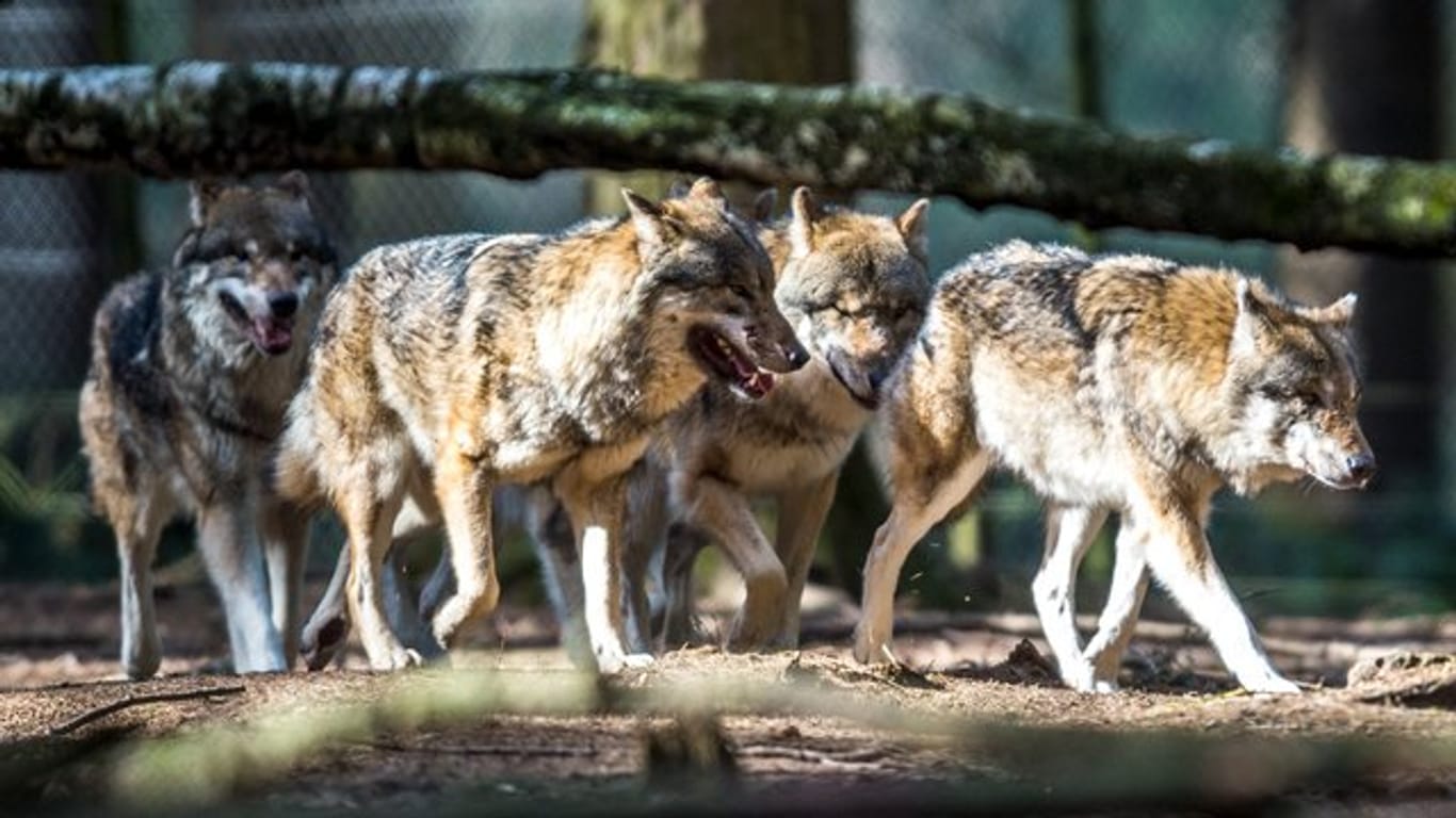 Seit im Jahr 2000 ein erstes Rudel in Deutschland nachgewiesen wurde, hat die Wolfspopulation stark zugenommen.