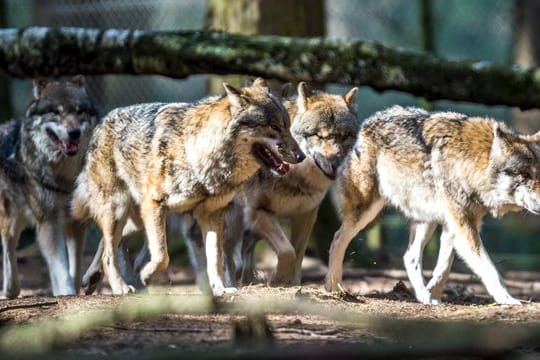 Seit im Jahr 2000 ein erstes Rudel in Deutschland nachgewiesen wurde, hat die Wolfspopulation stark zugenommen.