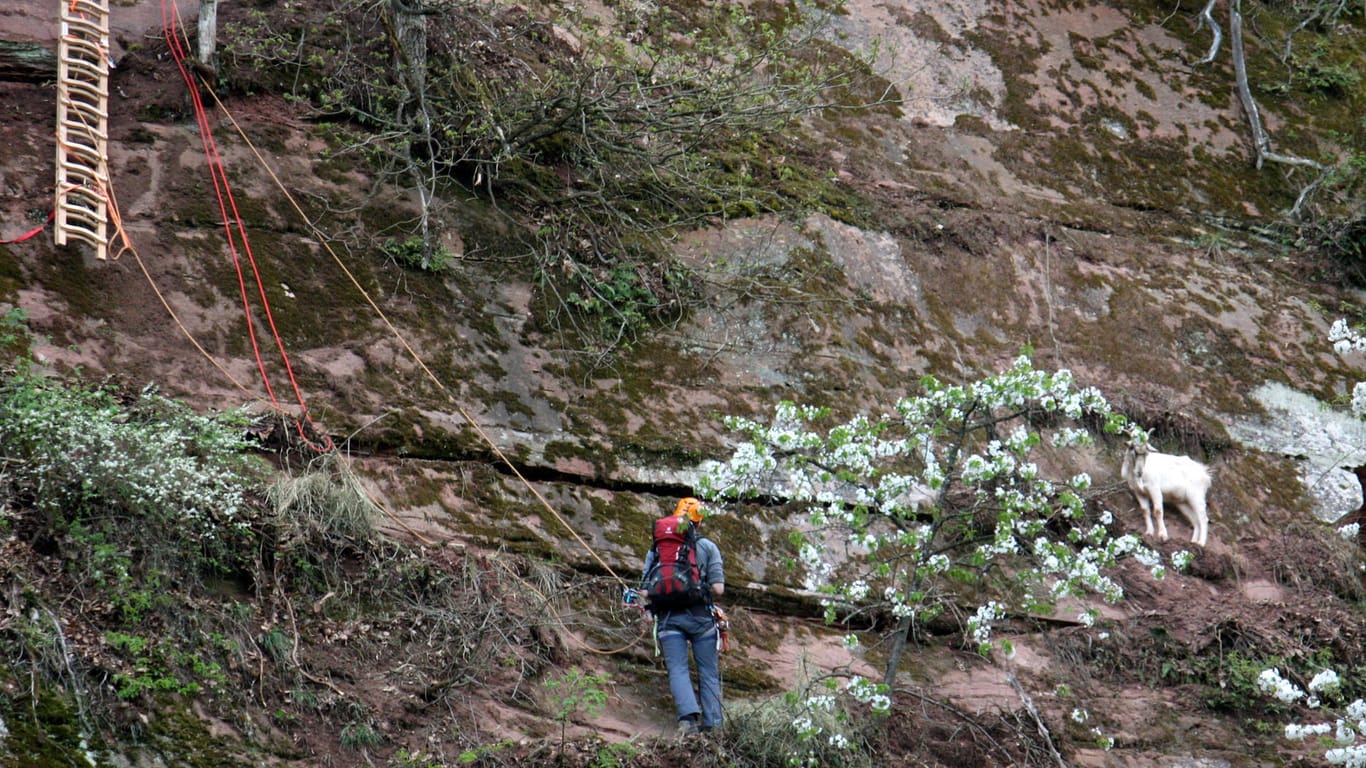 Eine weiße Hausziege auf einem Steinbruch und ein Helfer der Bergwacht: Die wildlebende Ziege saß in einem Steinbruch fest, mit einem Seil konnte sie durch die Bergwacht nach Tagen abgelassen werden.
