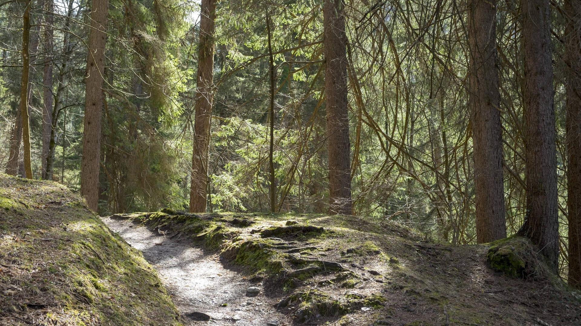 Ein Wald als Heimat vielerlei Lebewesen – Bei Cloppenburg wurden neun Greifvögel von einem Unbekannten vergiftet. Er hat sie mit präparierten Tierkadavern geködert. Ein Wald als Heimat vielerlei Lebewesen – Bei Cloppenburg wurden neun Greifvögel von einem Unbekannten vergiftet. Er hat sie mit präparierten Tierkadavern geködert.