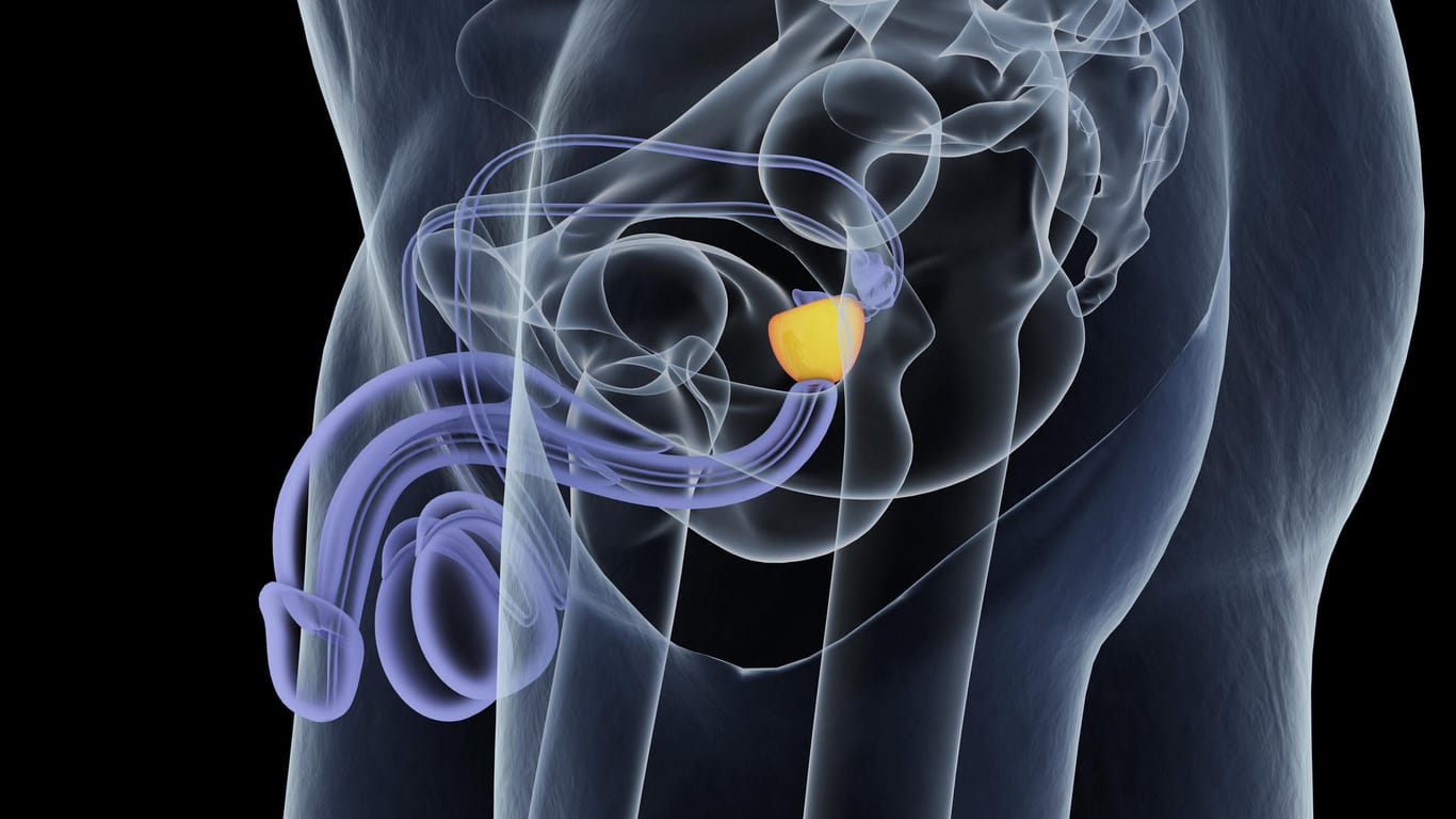 Computeranimation eines männlichen Unterleibs mit Prostata