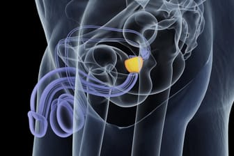 Computeranimation eines männlichen Unterleibs mit Prostata