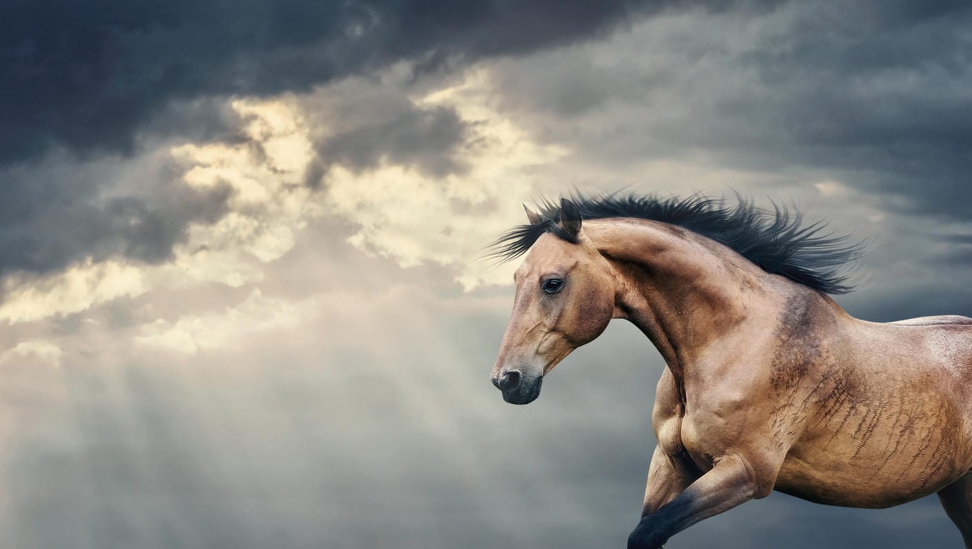 Pferd im Galopp vor bewölktem Himmel