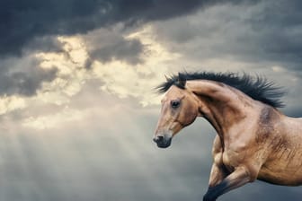 Pferd im Galopp vor bewölktem Himmel