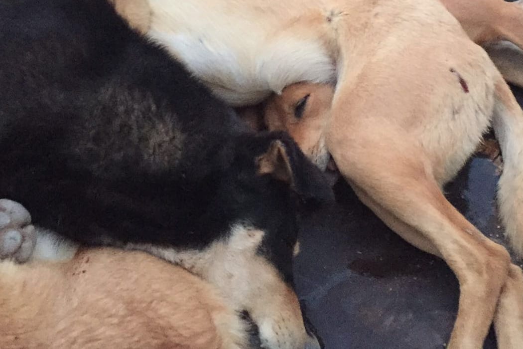 Zur Strecke gebracht: Getötete Hunde auf der Ladefläche eines Pickups in Marokko.