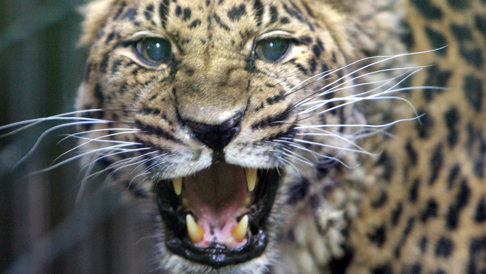 Ein Leopard griff in Namibia ein deutsches Touristenpaar an: Dabei wurde ein Mann aus Koblenz schwer verletzt.